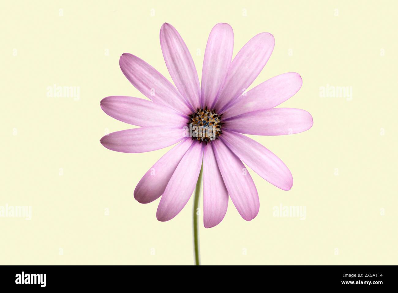 Fleur violette du Cap marguerite (Dimorphotheca ecklonis) isolée sur fond beige. Banque D'Images