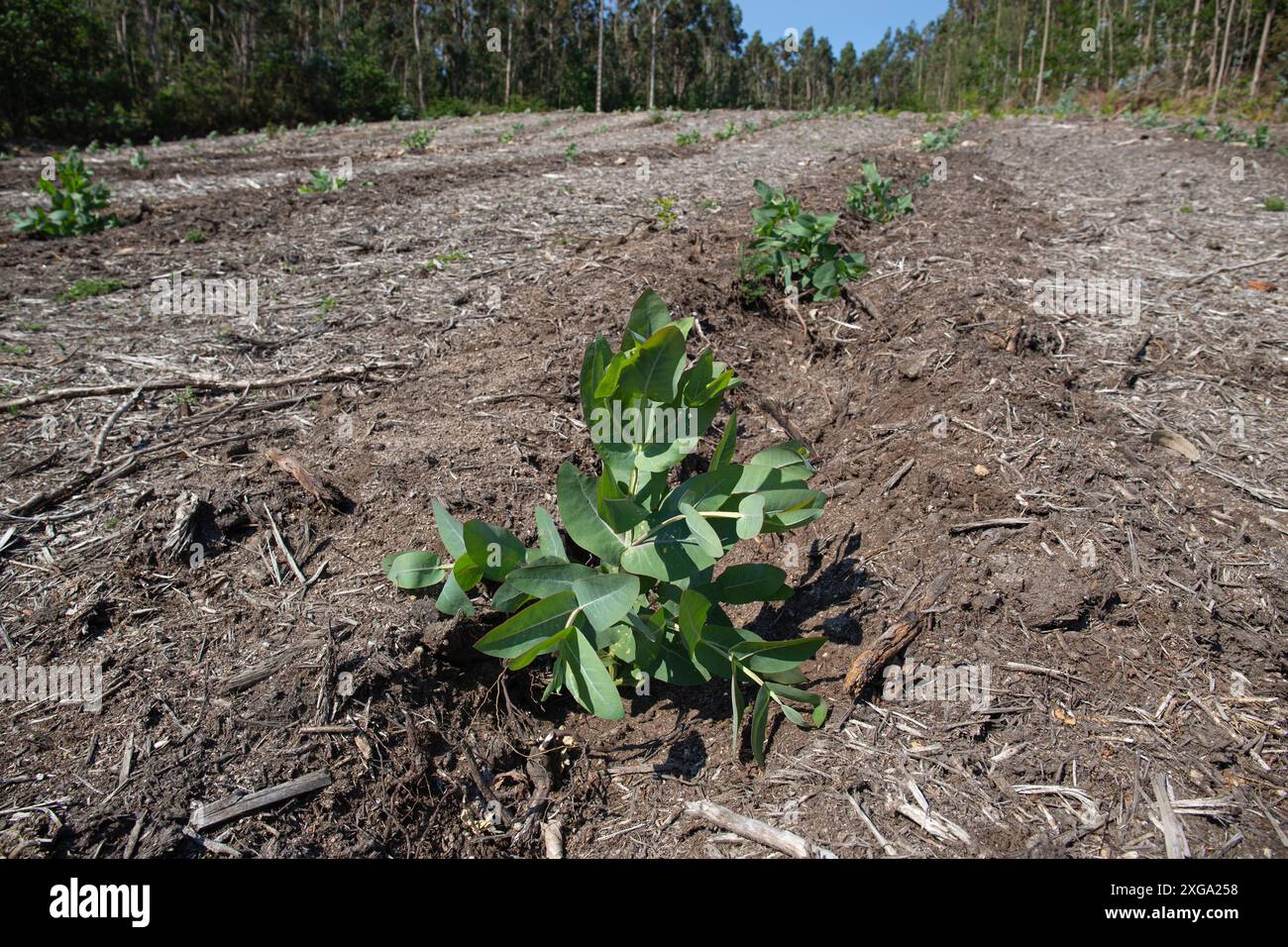 Petits eucalyptus poussant sur la plantation d'eucalyptus. Galice, Espagne Banque D'Images Petits eucalyptus poussant sur la plantation d'eucalyptus. Galice, Espagne Banque D'Images