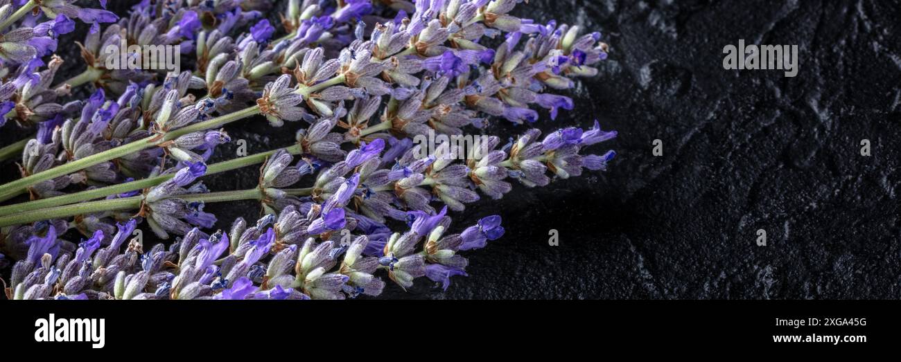 Panorama de fleurs de lavande (Lavandula), plan supérieur avec espace de copie. Herbe aromatique. plante en fleur Banque D'Images