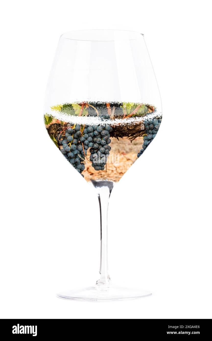 Concept du vin.Vignoble dans un collage de verre, isolé sur fond blanc.Raisins de vin rouge sur une vigne Banque D'Images