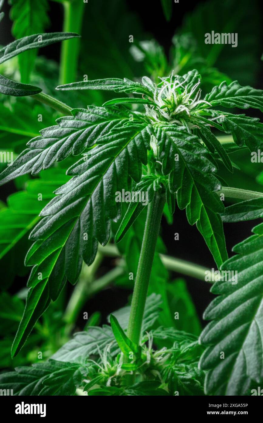 Plante de cannabis en fleurs avec des feuilles vertes et des fleurs blanches. Culture de marijuana à des fins médicinales. Feuillage luxuriant Banque D'Images