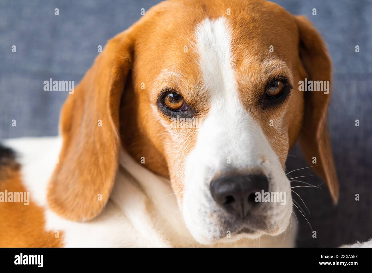 Chien beagle endormi sur le canapé à l'intérieur. Poumon canin Banque D'Images Chien beagle endormi sur le canapé à l'intérieur. Poumon canin Banque D'Images