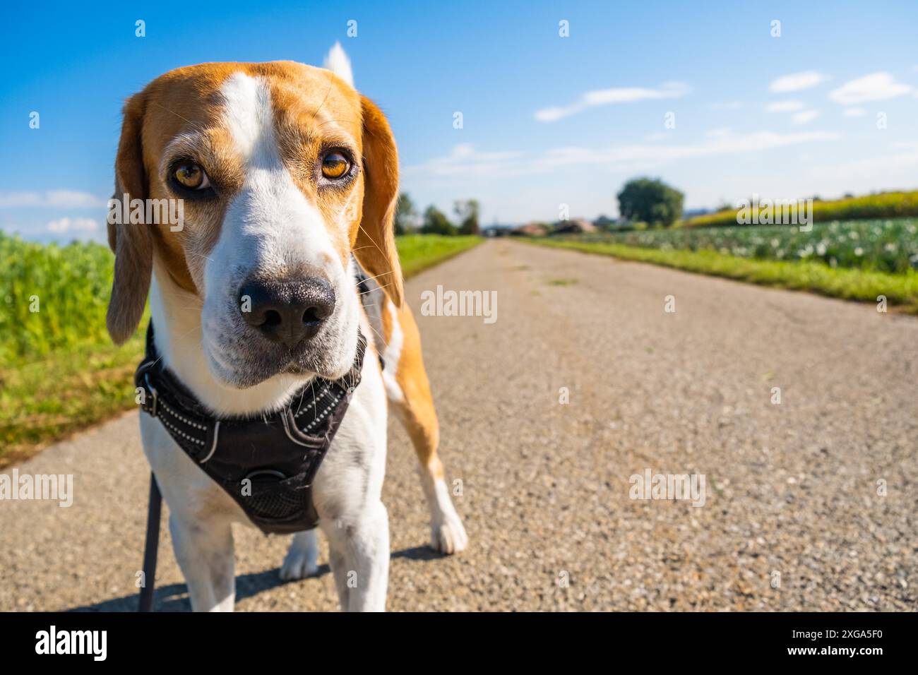 Chien Beagle sur la route rurale. Espace de copie de paysage de jour ensoleillé, avec chien sur une promenade Banque D'Images