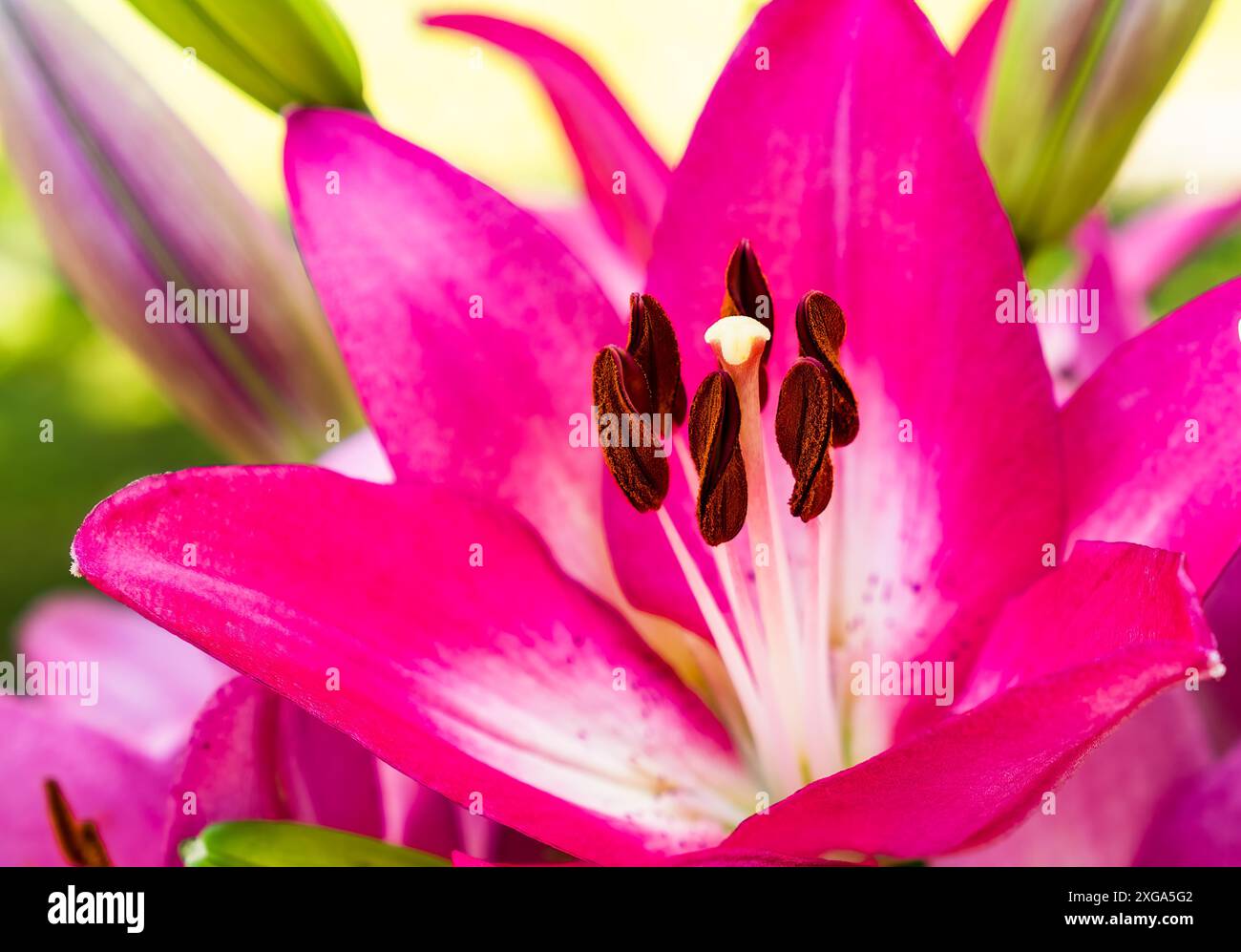 Fleur de lis dans le jardin. Faible profondeur de champ. Thème floral Banque D'Images