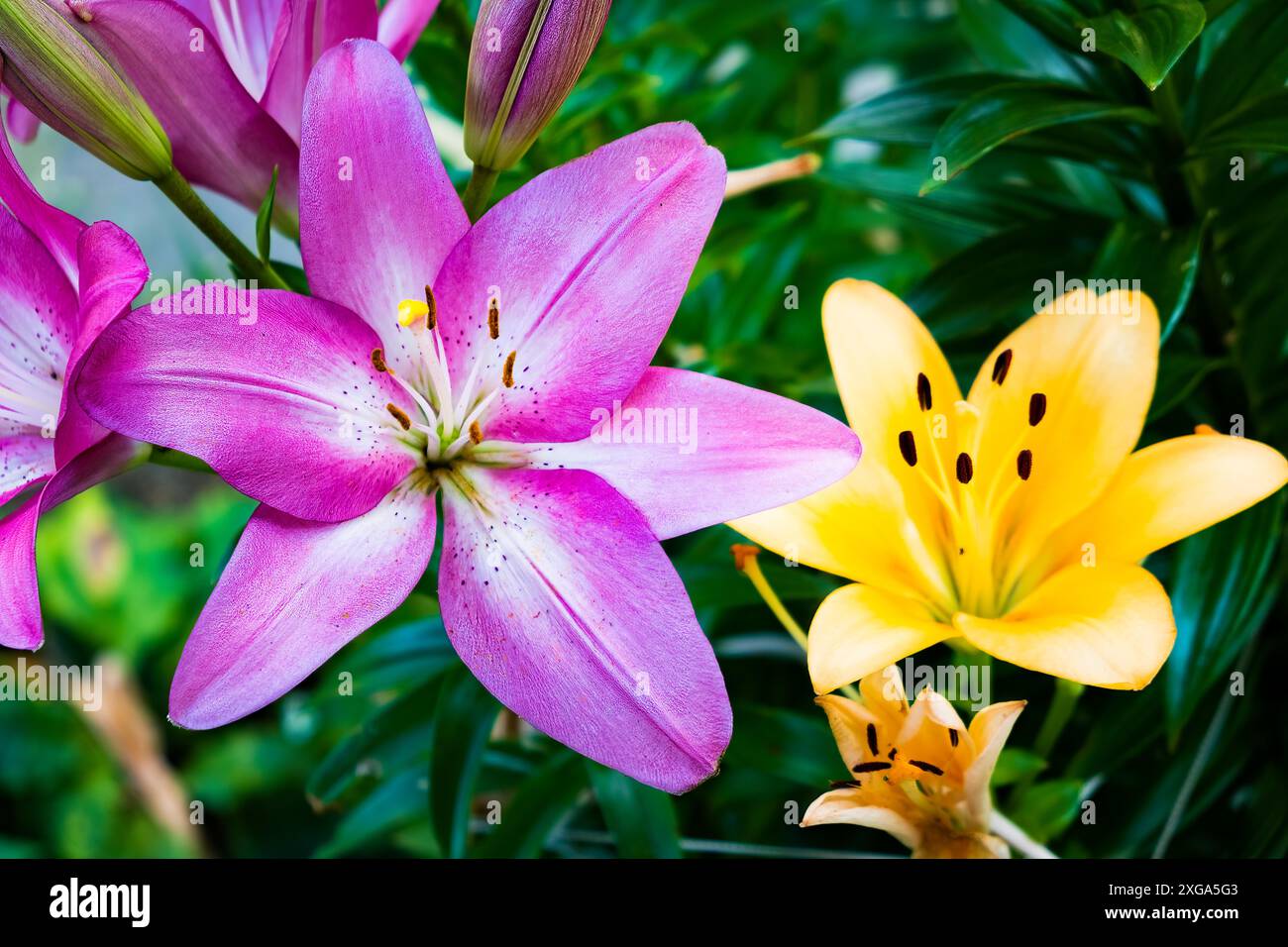 Fleur de lis dans le jardin. Faible profondeur de champ. Thème floral Banque D'Images