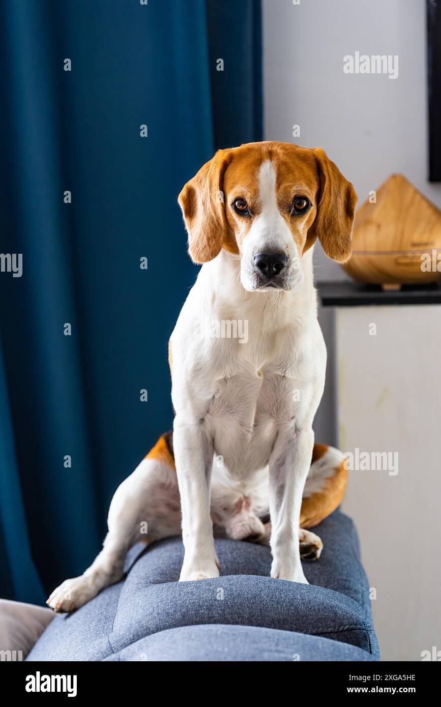Chien beagle endormi sur le canapé à l'intérieur. Poumon canin Banque D'Images Chien beagle endormi sur le canapé à l'intérieur. Poumon canin Banque D'Images