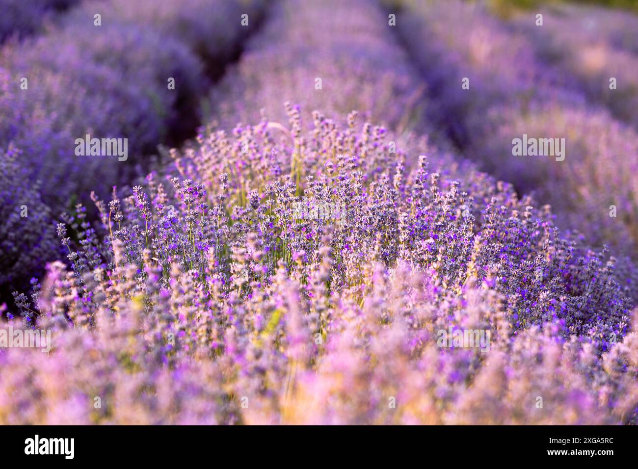 Fleur Lavender Field rows en été, lumière du soleil Banque D'Images