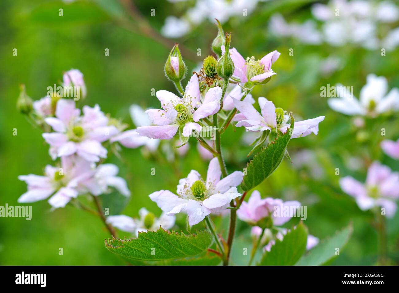 Brombeerbluete im Fruehling, fleur de mûre au printemps Banque D'Images