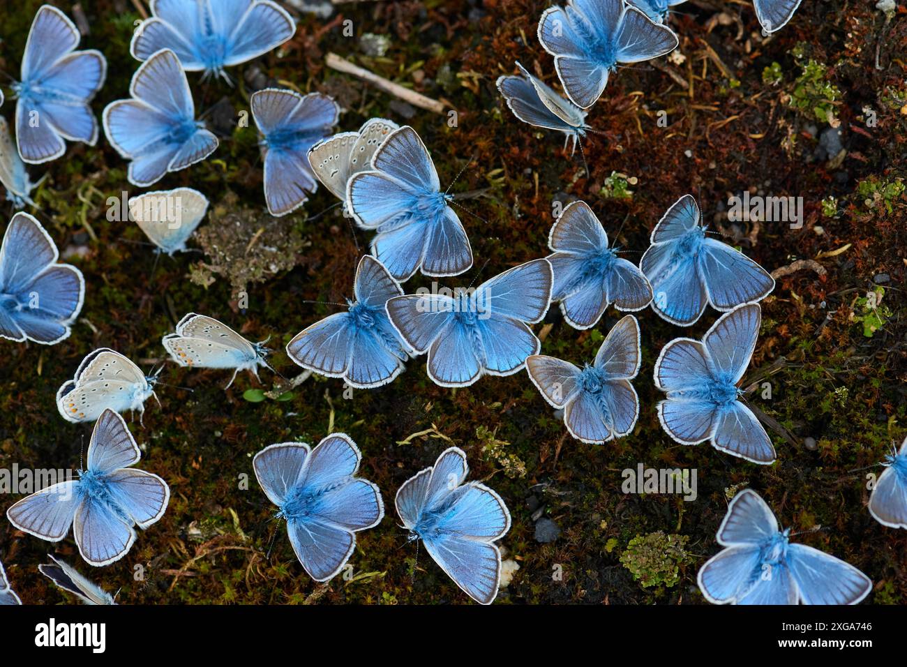 Bleu d'Amanda (Polyommatus amandus) mâle, Polyommatus amandus mâle, bleu d'Amanda Banque D'Images