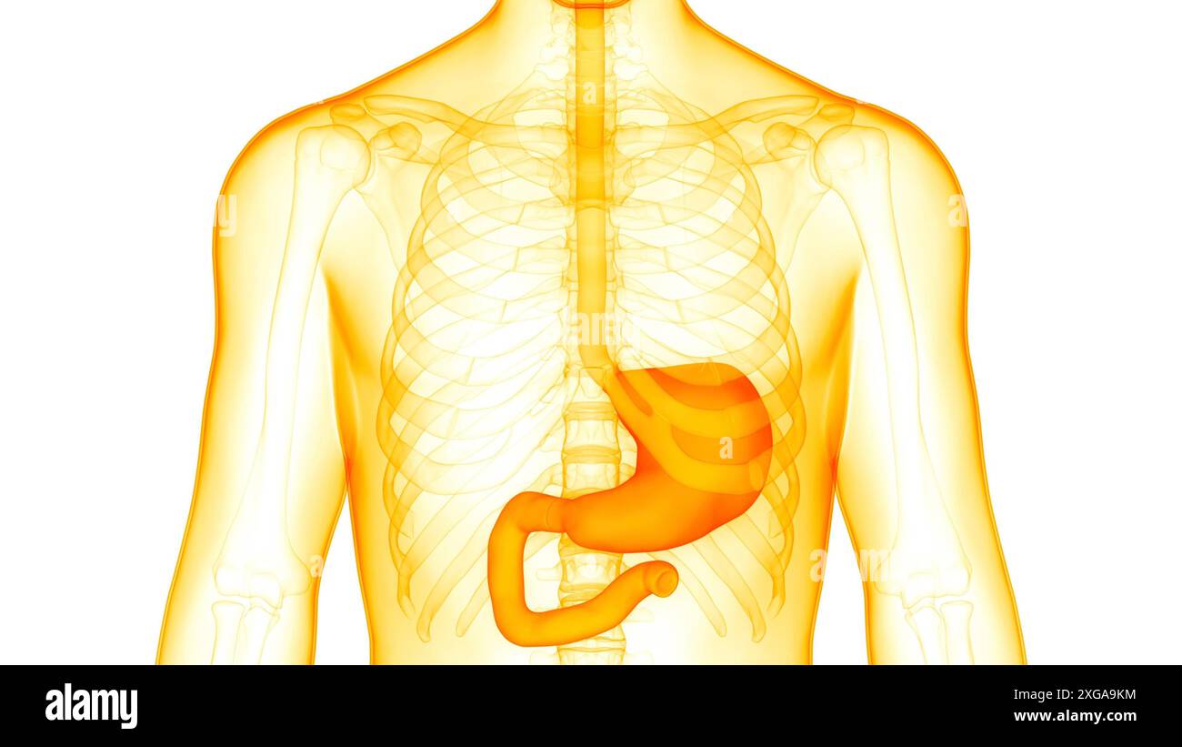 Concept d'illustration 3D de l'anatomie de l'estomac du système digestif humain Banque D'Images