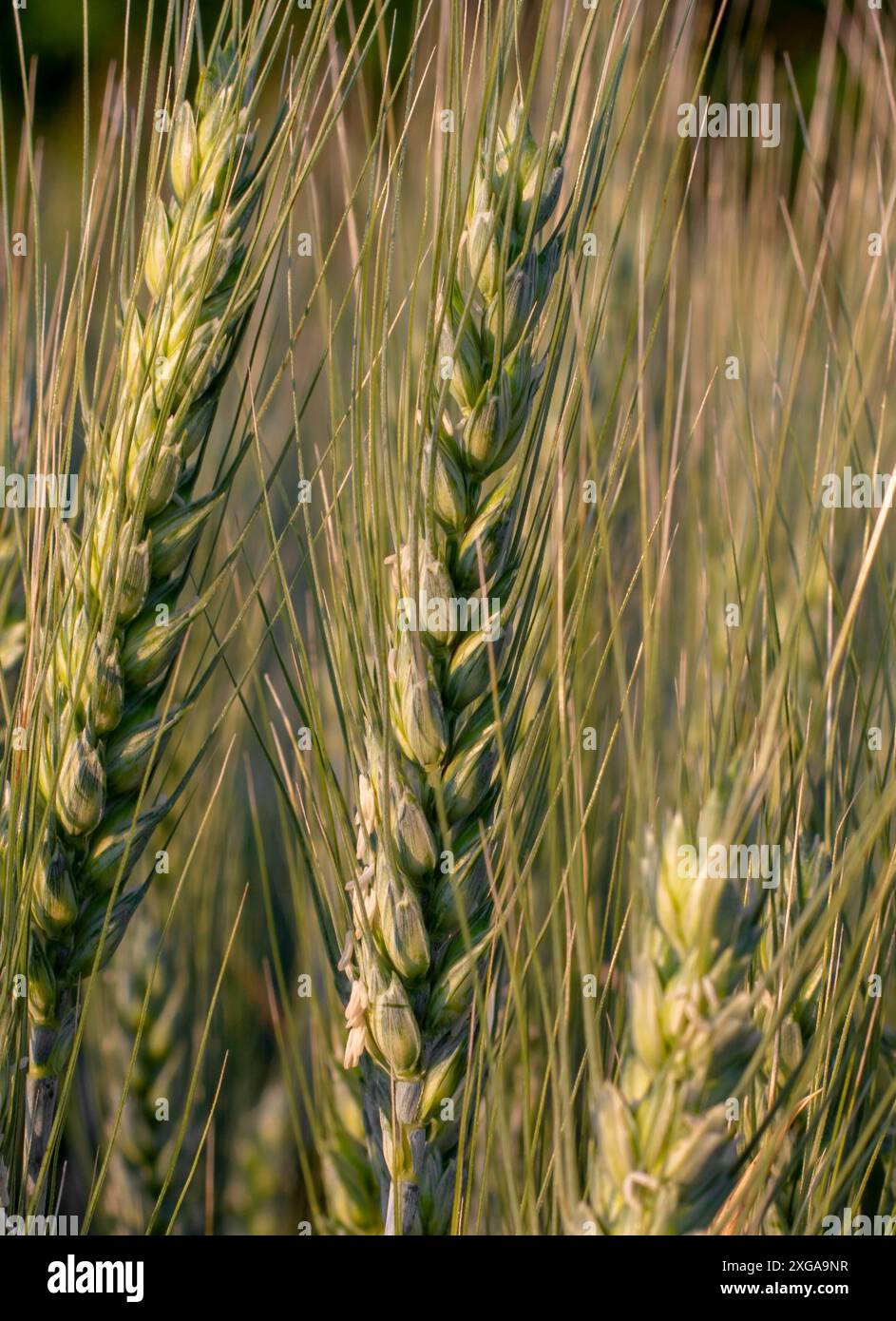 Culture de l'orge. Grain. Pointe d'orge verte. Pointe d'orge encore non mûre. Gros plan. Macrophotographie Banque D'Images