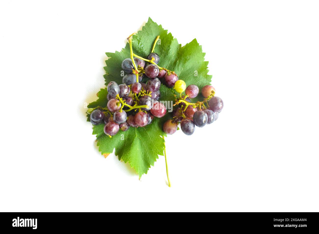 Raisin rouge avec feuille verte avec fond blanc, raisins Marron mûrs fruits avec des feuilles un bouquet dans le vignoble. Les raisins sans pépins ont un goût sucré de croissance Banque D'Images Raisin rouge avec feuille verte avec fond blanc, raisins Marron mûrs fruits avec des feuilles un bouquet dans le vignoble. Les raisins sans pépins ont un goût sucré de croissance Banque D'Images