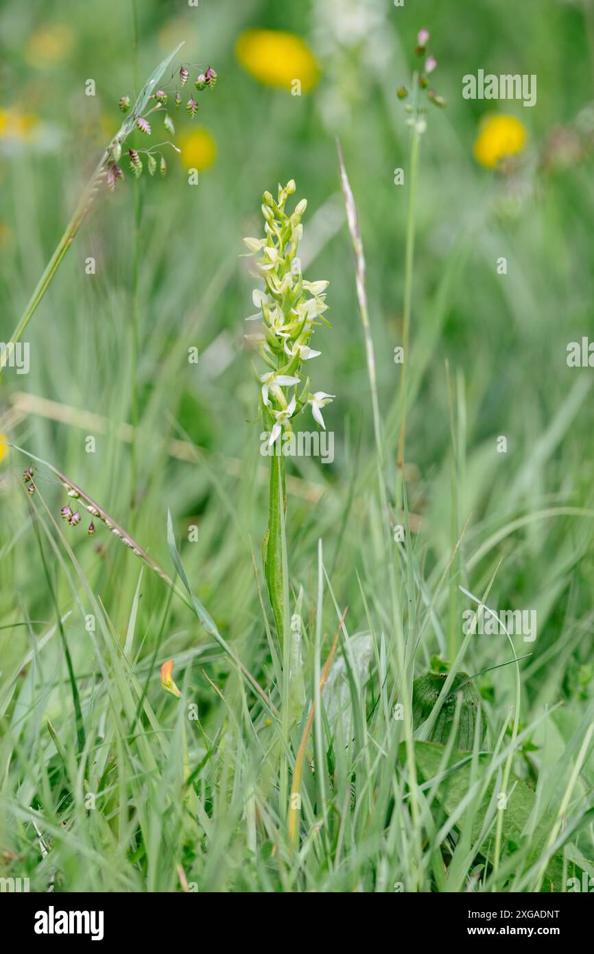 Petite orchidée papillon. Platanthera bifolia, dans l'herbe Banque D'Images