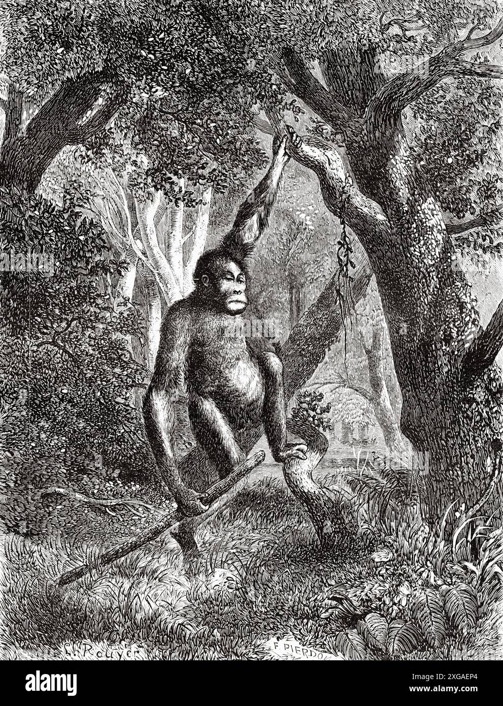 Orang-outan de Bornéo (Pongo pygmaeus) espèce d'orang-outan originaire de l'île de Bornéo, Malaisie, dessin de Louis Royer (1793-1868) voyage à l'île de Bornéo, 1847 de Carl Schwaner (1817-1851) le Tour du monde 1862 Banque D'Images