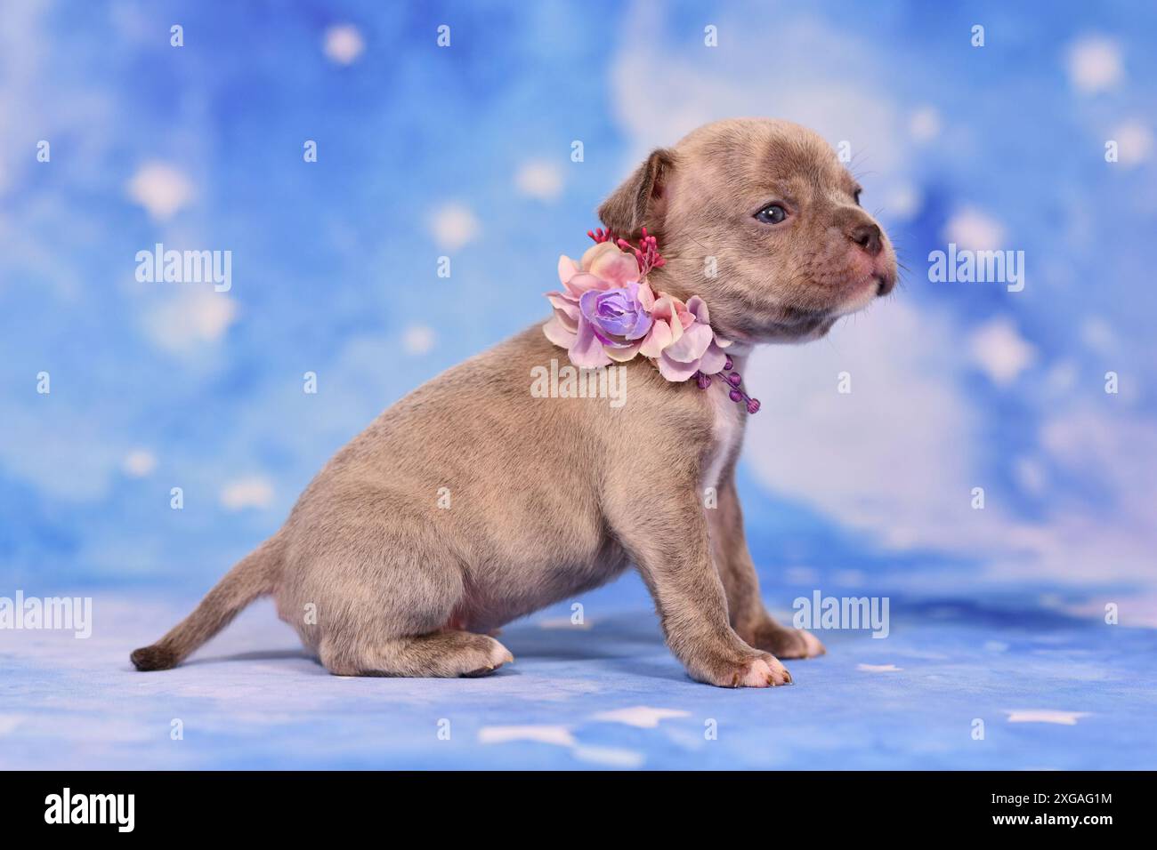 Quatre semaines jeune chiot bouledogue français Brindle lilac de race pure avec un long nez et une queue en bonne santé. Banque D'Images