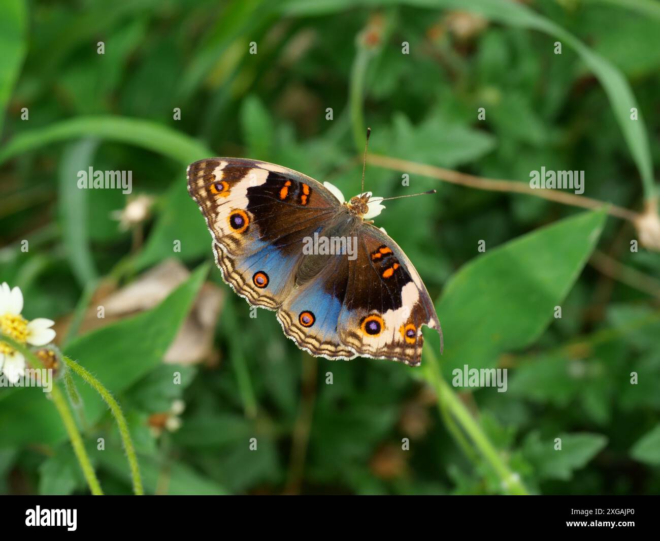 Blue Pansy papillon sur arbre avec fond vert naturel, le motif ressemble à des yeux orange sur l'aile noire et bleue et violet et jaune Banque D'Images