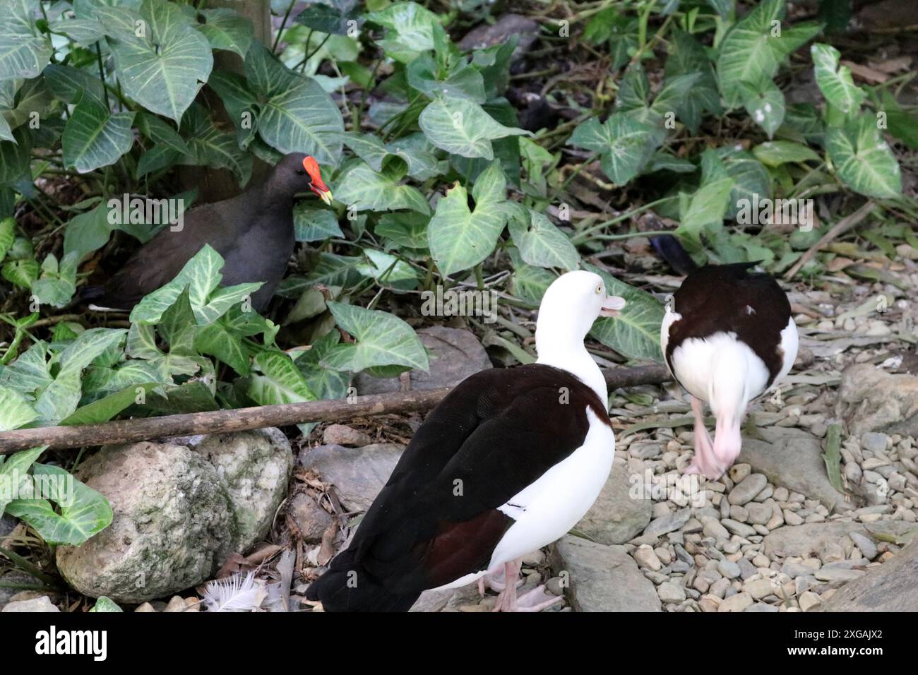 Radjah Shelduck (Radjah radjah) face à Dusky moorhen (Gallinula tenebrosa) : (pix Sanjiv Shukla) Banque D'Images