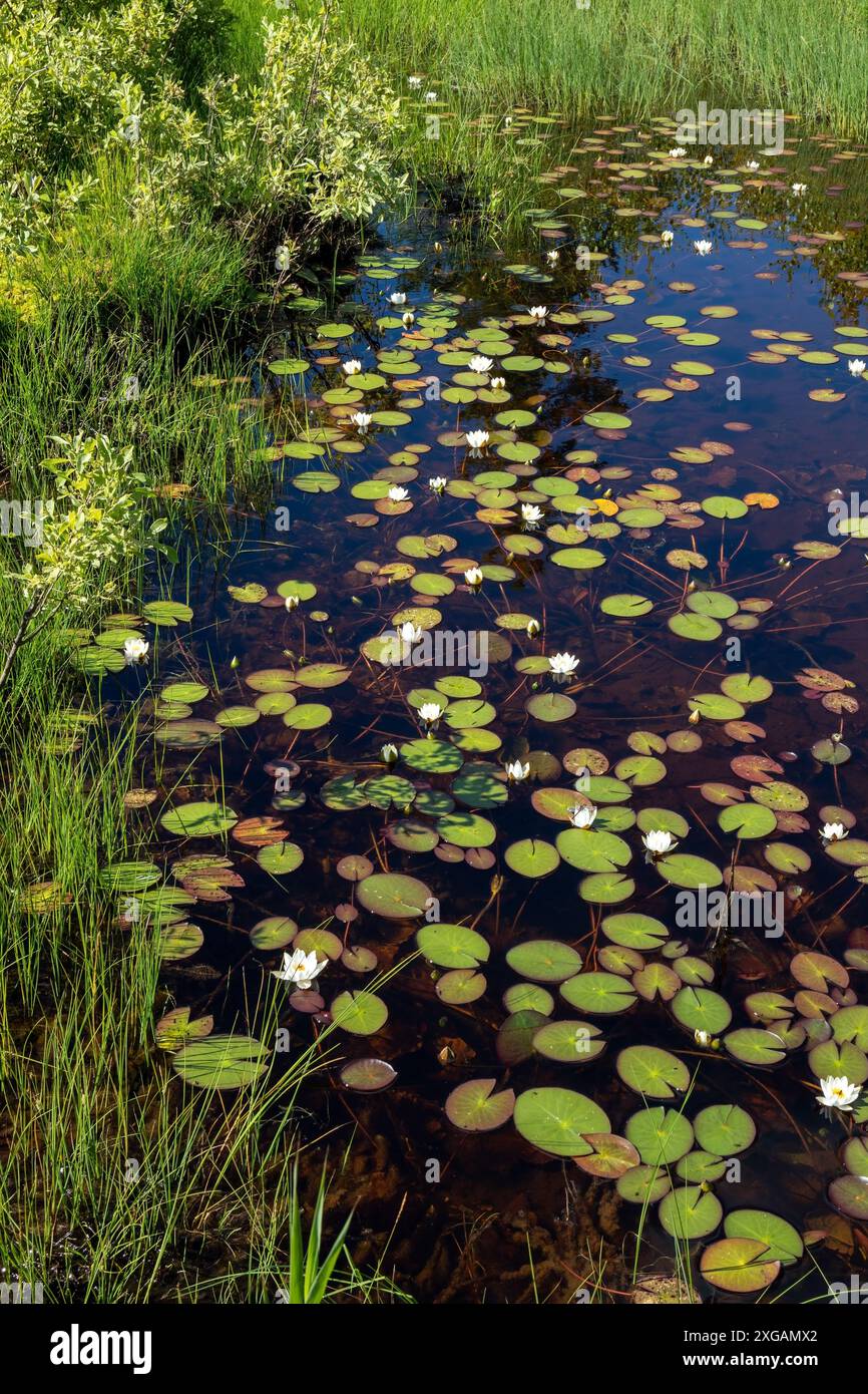 Nymphaea tetragona, petit lis d'eau vive, fleurissant dans un étang peu profond, Finlande Europe Banque D'Images