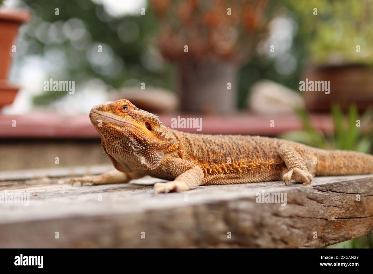 Portrait de dragon barbu sur table sur balcon. Elle s'échauffe au soleil et couchée parmi les fleurs dehors. Banque D'Images