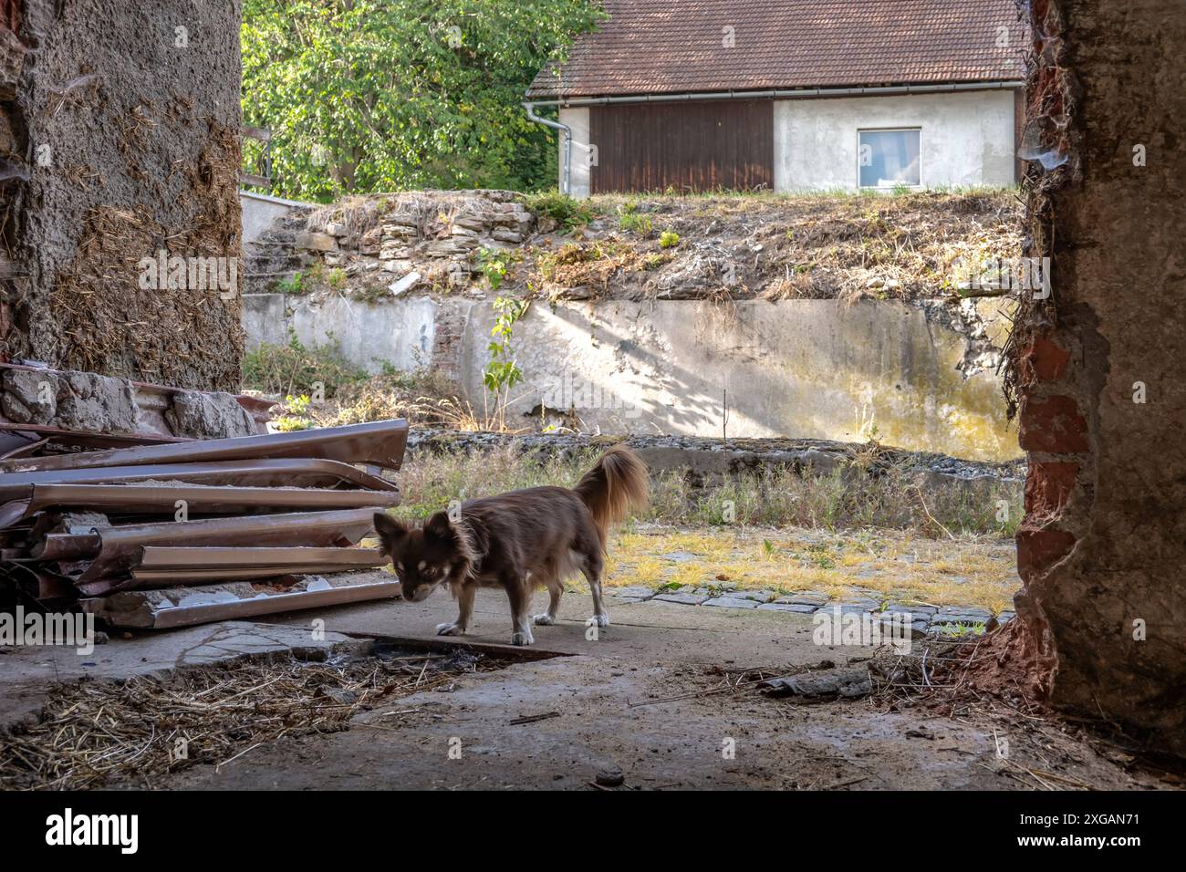 chihuahua brun effrayé à cheveux longs regarde dans une étable abandonnée Banque D'Images