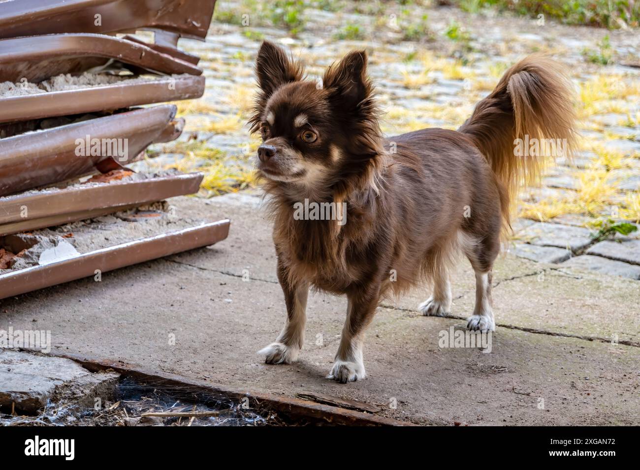 Un chihuahua aux cheveux longs bruns méfiant regarde dans une étable abandonnée Banque D'Images