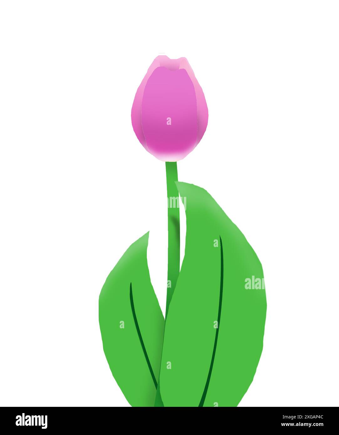 Illustration d'une fleur de tulipe en croissance avec 2 feuilles et une belle couleur violette. Illustration de Vecteur