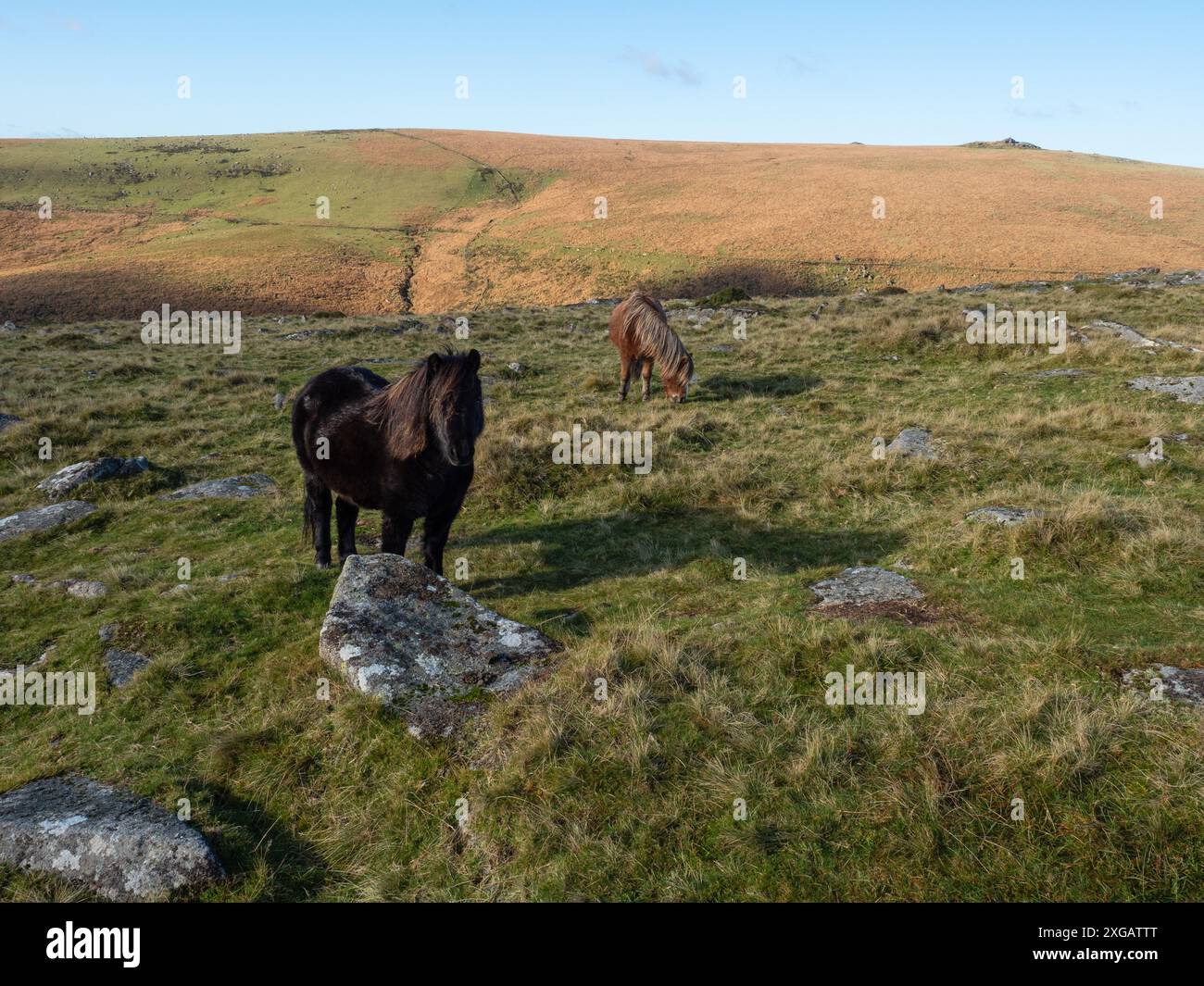 Poney de Dartmoor Equus ferus caballus sur landes herbeuses près de Wistman's Wood, West Dart Valley, parc national de Dartmoor, Devon, Angleterre, Royaume-Uni, novembre 2020 Banque D'Images