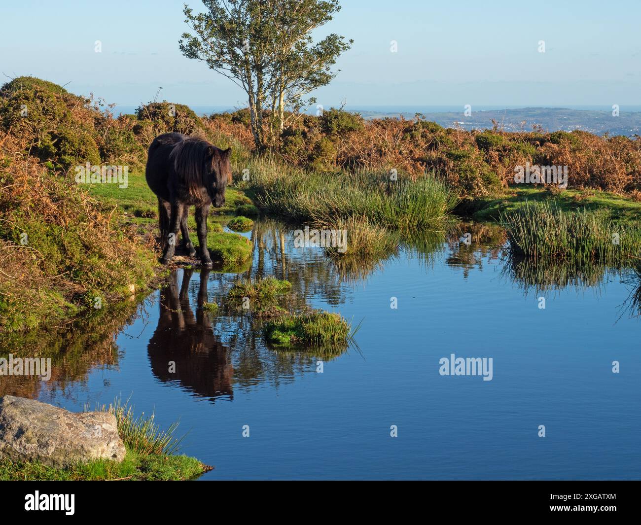 Poney de Dartmoor Equus ferus caballus à côté d'une piscine de landes près de Haytor tramway, parc national de Dartmoor, Devon, Angleterre, Royaume-Uni, novembre 2020 Banque D'Images