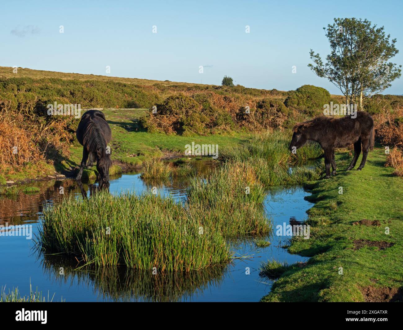 Poney Dartmoor Equus ferus caballus buvant dans une piscine de landes près de Haytor tramway, parc national de Dartmoor, Devon, Angleterre, Royaume-Uni, novembre 2020 Banque D'Images