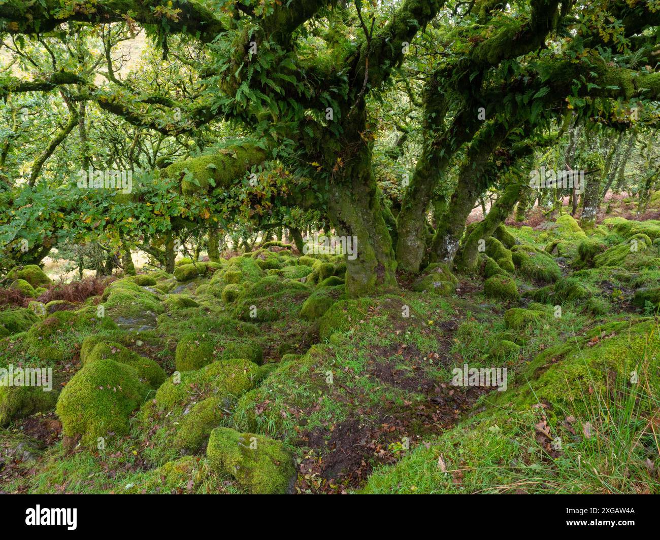 Chêne pédonculé Quercus robur arbres et rochers couverts de mousse, réserve naturelle nationale de Wistman's Wood, parc national de Dartmoor, Devon, Angleterre, Banque D'Images