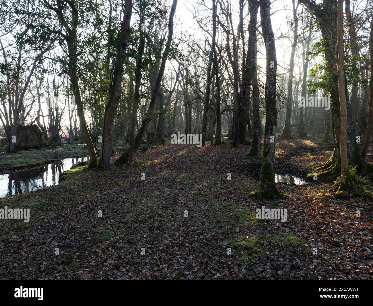 Bois feuillus mélangés et ruisseau Avon, Wootton Coppice, parc national de New Forest, Hampshire, Angleterre, Royaume-Uni, mars 2021 Banque D'Images