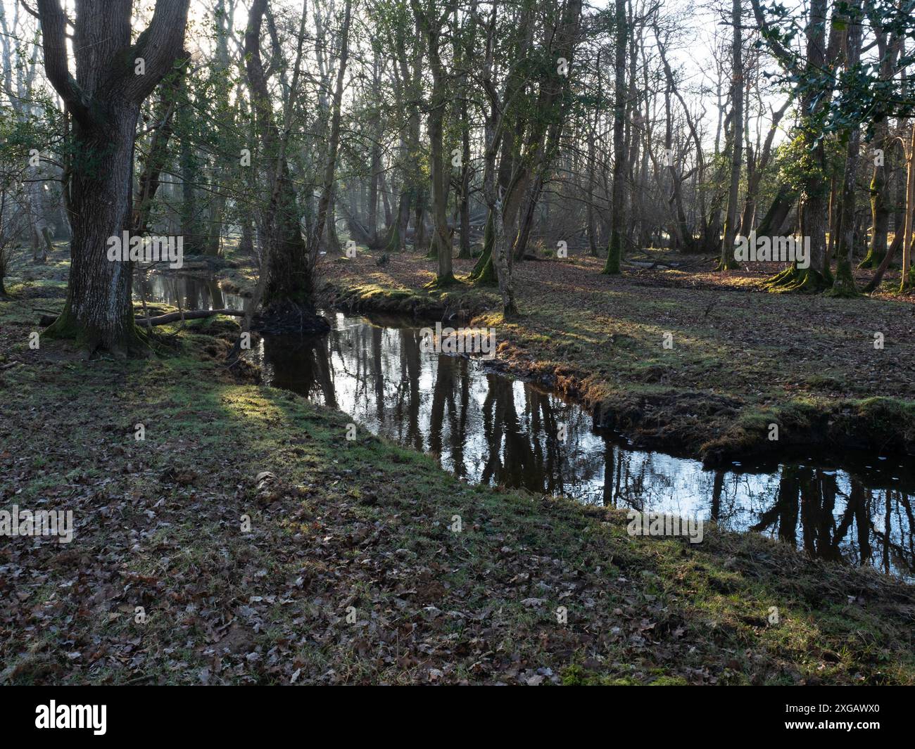 Bois feuillus mélangés et ruisseau Avon, Wootton Coppice, parc national de New Forest, Hampshire, Angleterre, Royaume-Uni, mars 2021 Banque D'Images