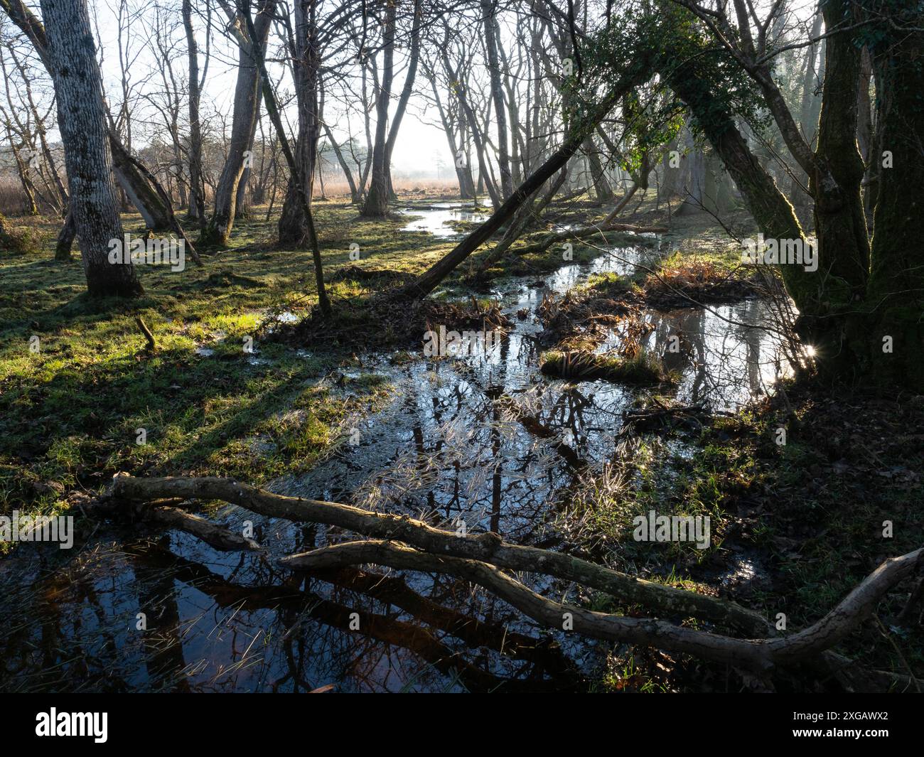 Bois feuillus mélangés et ruisseau Avon, Wootton Coppice, parc national de New Forest, Hampshire, Angleterre, Royaume-Uni, mars 2021 Banque D'Images