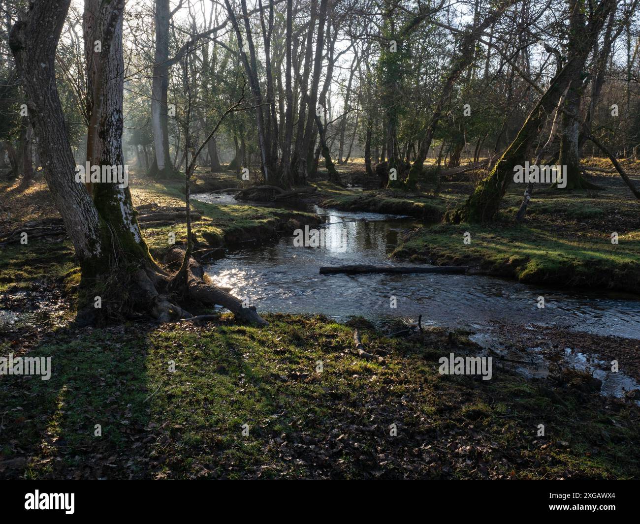 Bois feuillus mélangés et ruisseau Avon, Wootton Coppice, parc national de New Forest, Hampshire, Angleterre, Royaume-Uni, mars 2021 Banque D'Images
