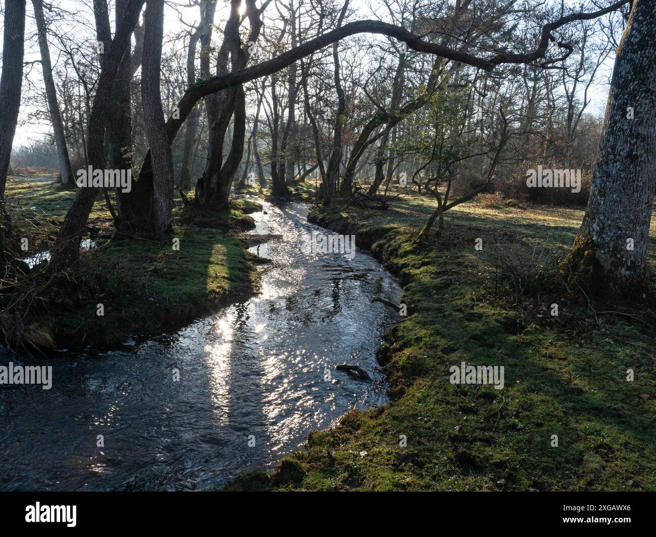 Bois feuillus mélangés et ruisseau Avon, Wootton Coppice, parc national de New Forest, Hampshire, Angleterre, Royaume-Uni, mars 2021 Banque D'Images