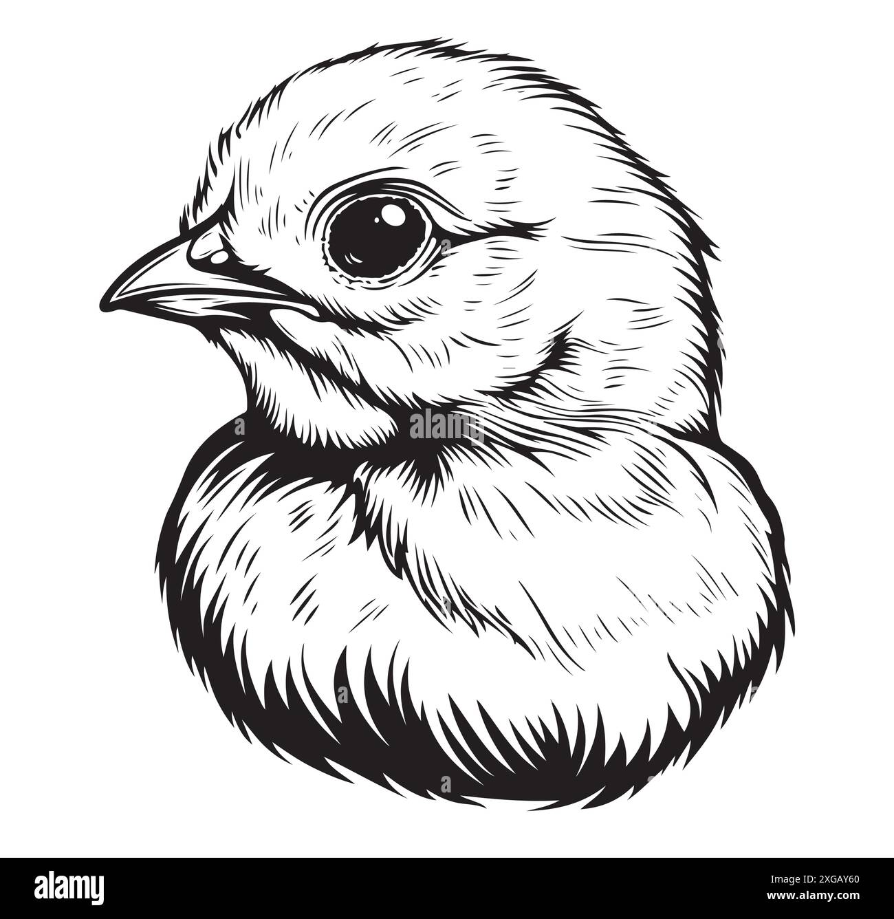 Croquis de mignon petit poulet. Eléments de conception d'esquisse vectorielle. Illustration graphique dessinée à la main de petit oiseau, poulet isolé sur fond blanc. Po Illustration de Vecteur