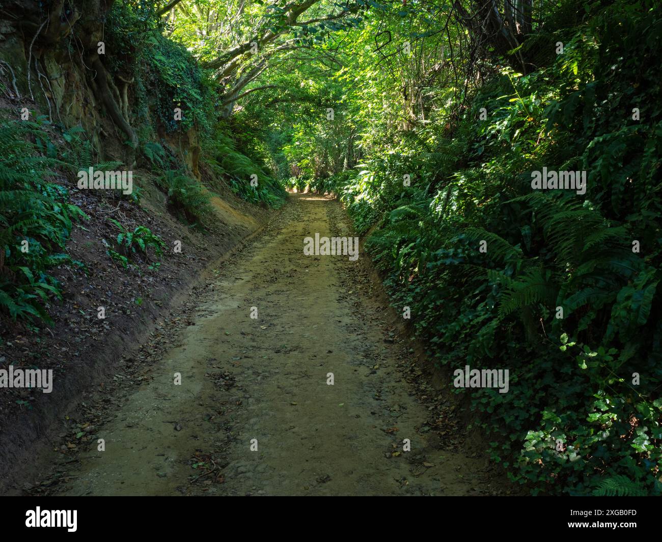 Fougères à côté de la ruelle creusée de Shute Lane menant à Colmers Hill, près de Symondsbury, Dorset, Angleterre, Royaume-Uni, septembre 2021 Banque D'Images