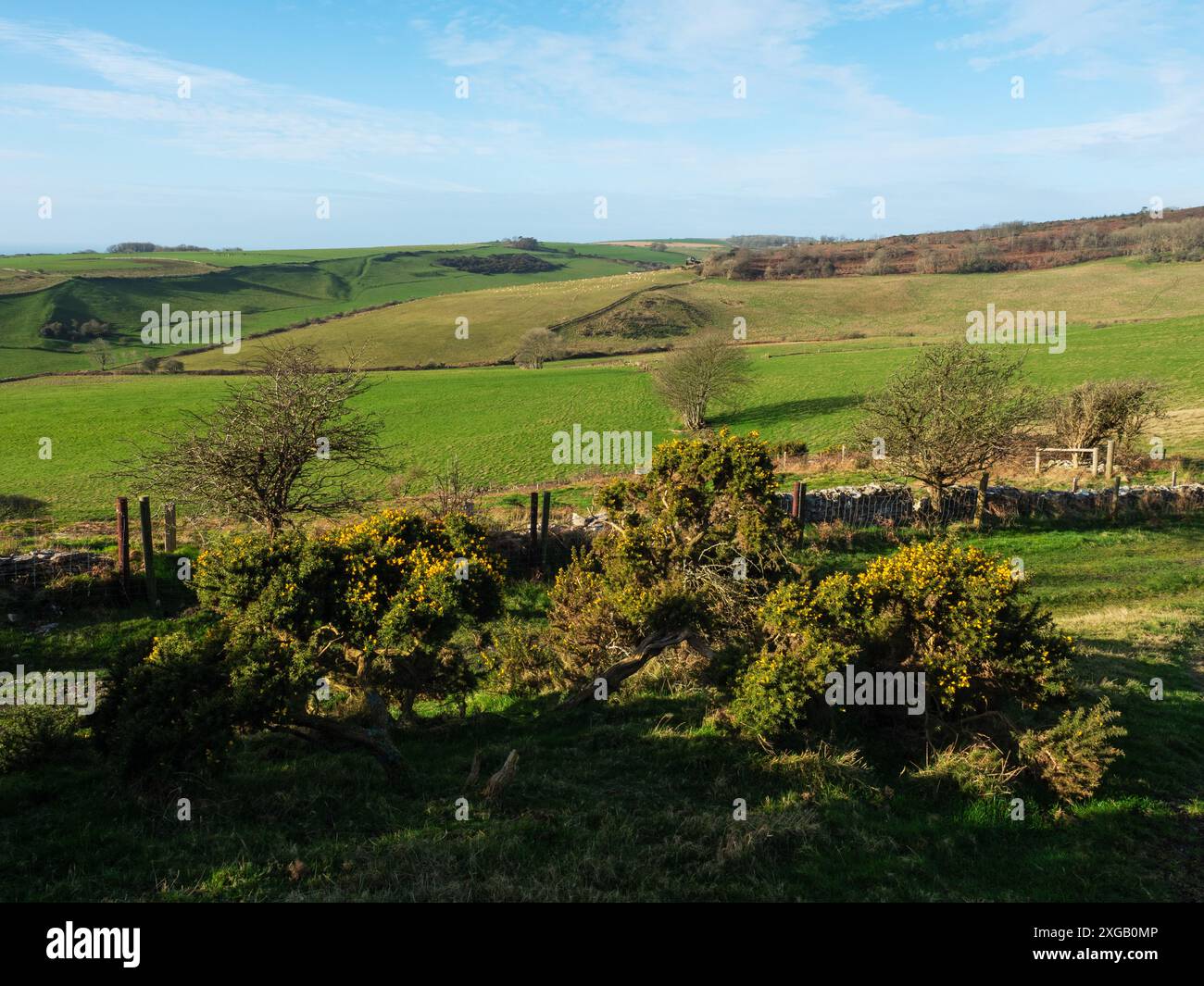 Gorse broussailles et collines de terres agricoles près de Martinstown, Dorset, Angleterre, Royaume-Uni Banque D'Images