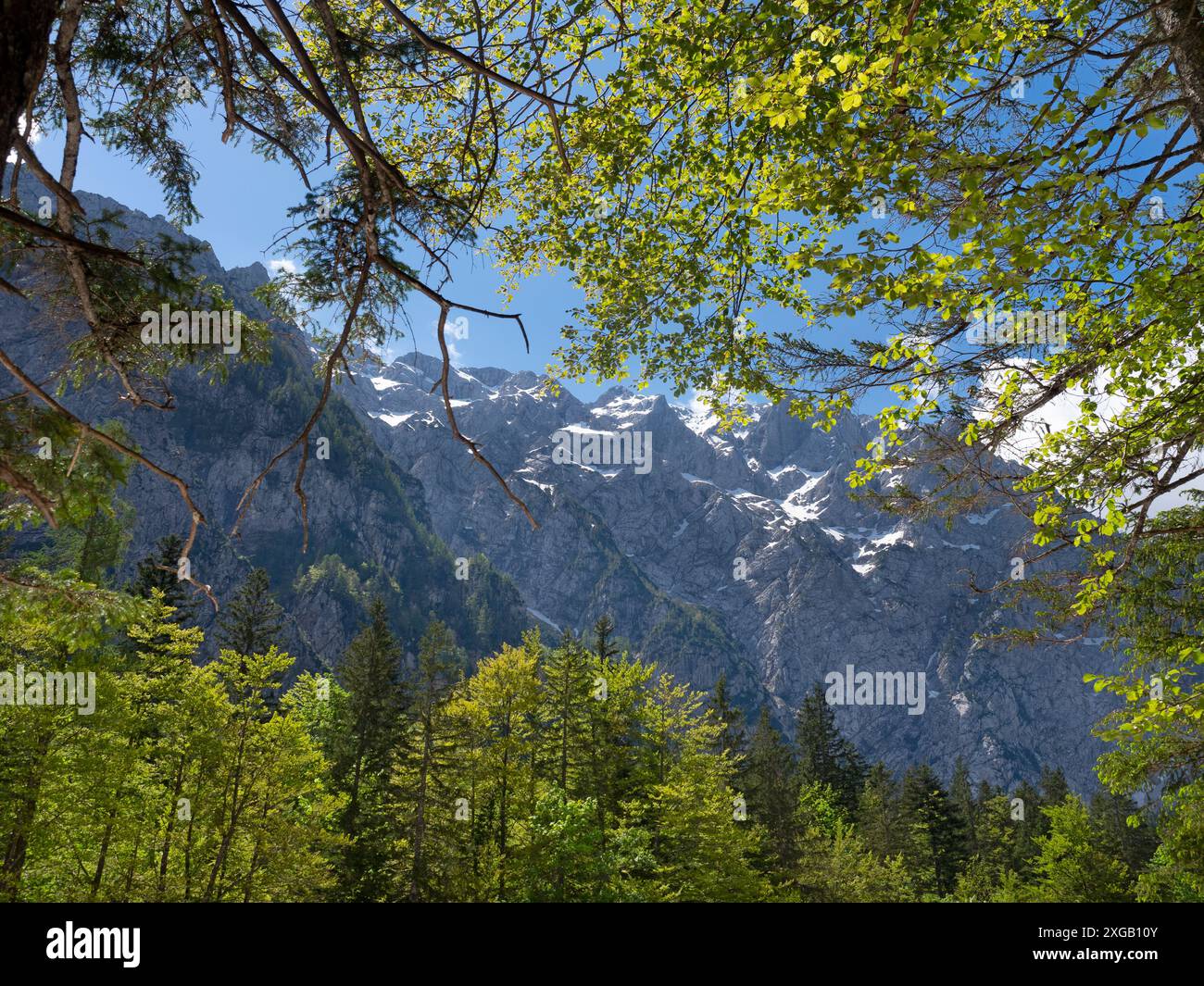 Bois de hêtre dans la vallée de Logarska Dolina, Slovénie Banque D'Images