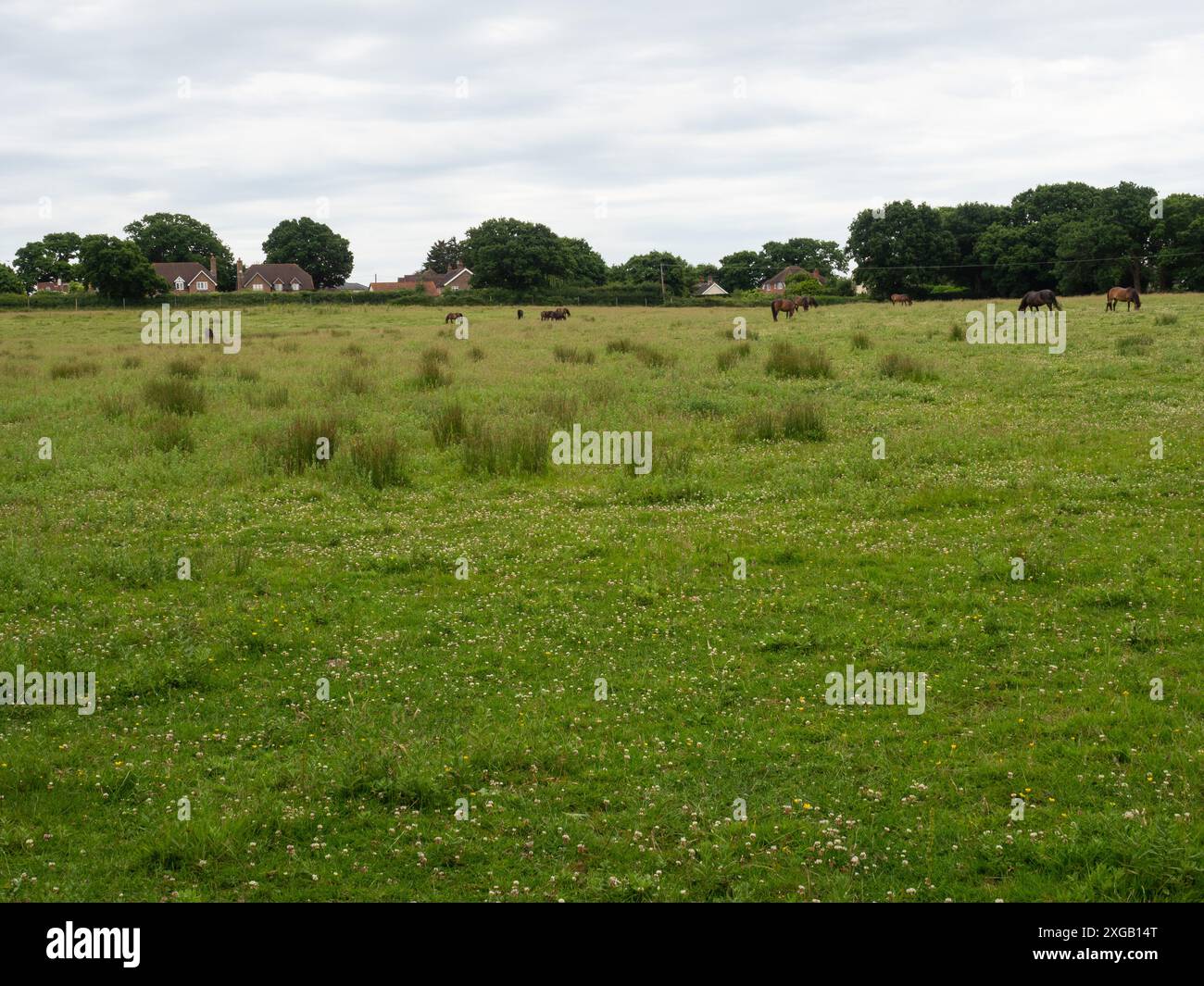 Exmoor poney Equus ferus caballus petit troupeau se nourrissant dans une prairie de fleurs sauvages, Knepp Castle Estate, West Sussex, Angleterre, Royaume-Uni, juin 2022 Banque D'Images