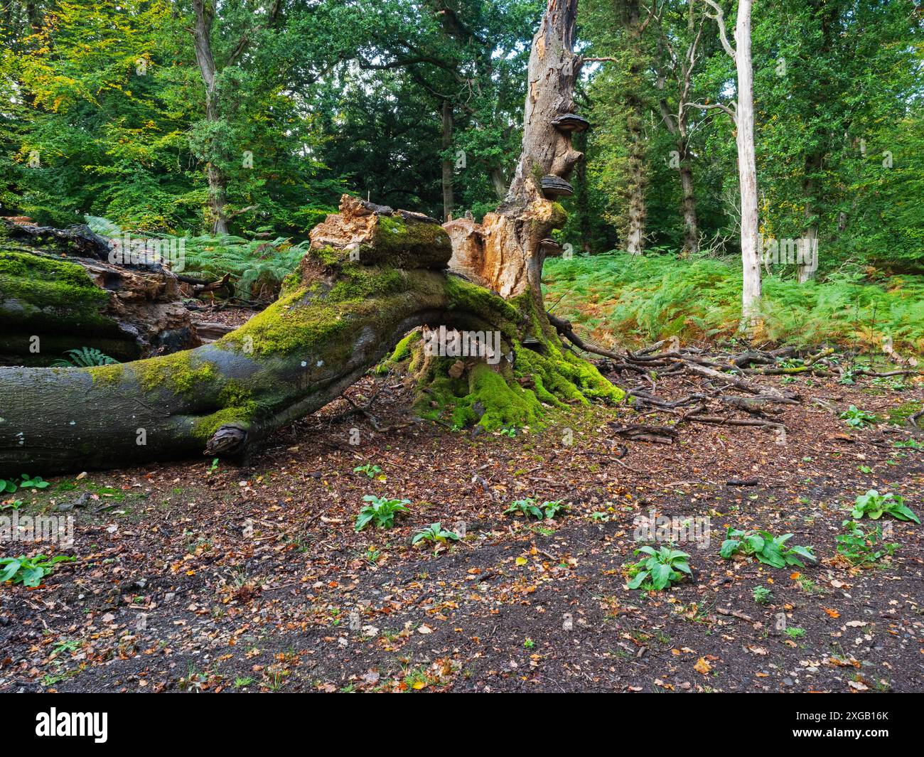 Hêtre déchu Fagus sylvatica avec Ganoderma australe de saumon du Sud et d'autres champignons dans les bois caduques, franchises Lodge RSPB Reserve, New Forest Banque D'Images