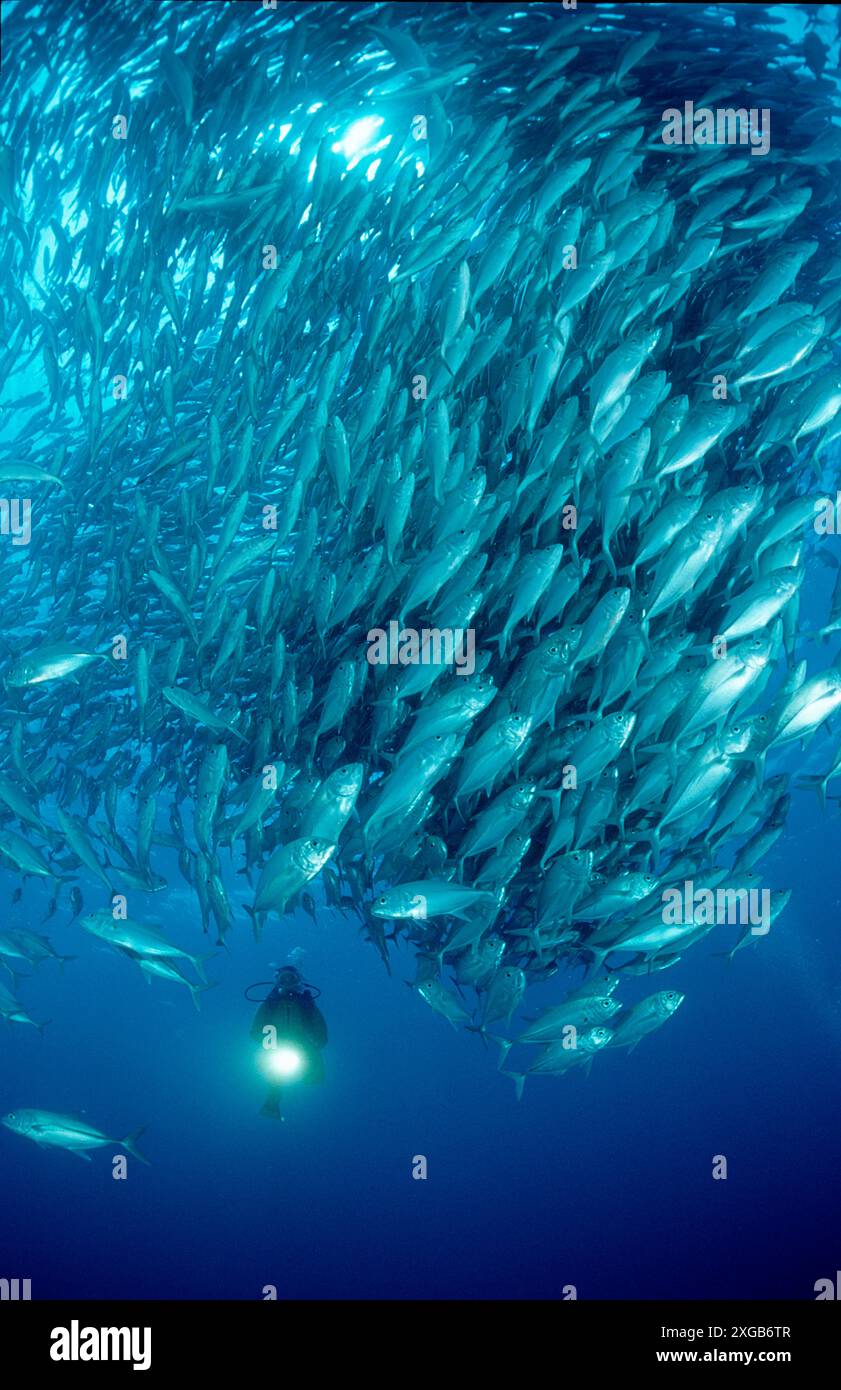 Bigeye trevally et plongeur sous-marin, Caranx sexfasciatus, Australie, Océan Pacifique, Grande barrière de corail Banque D'Images