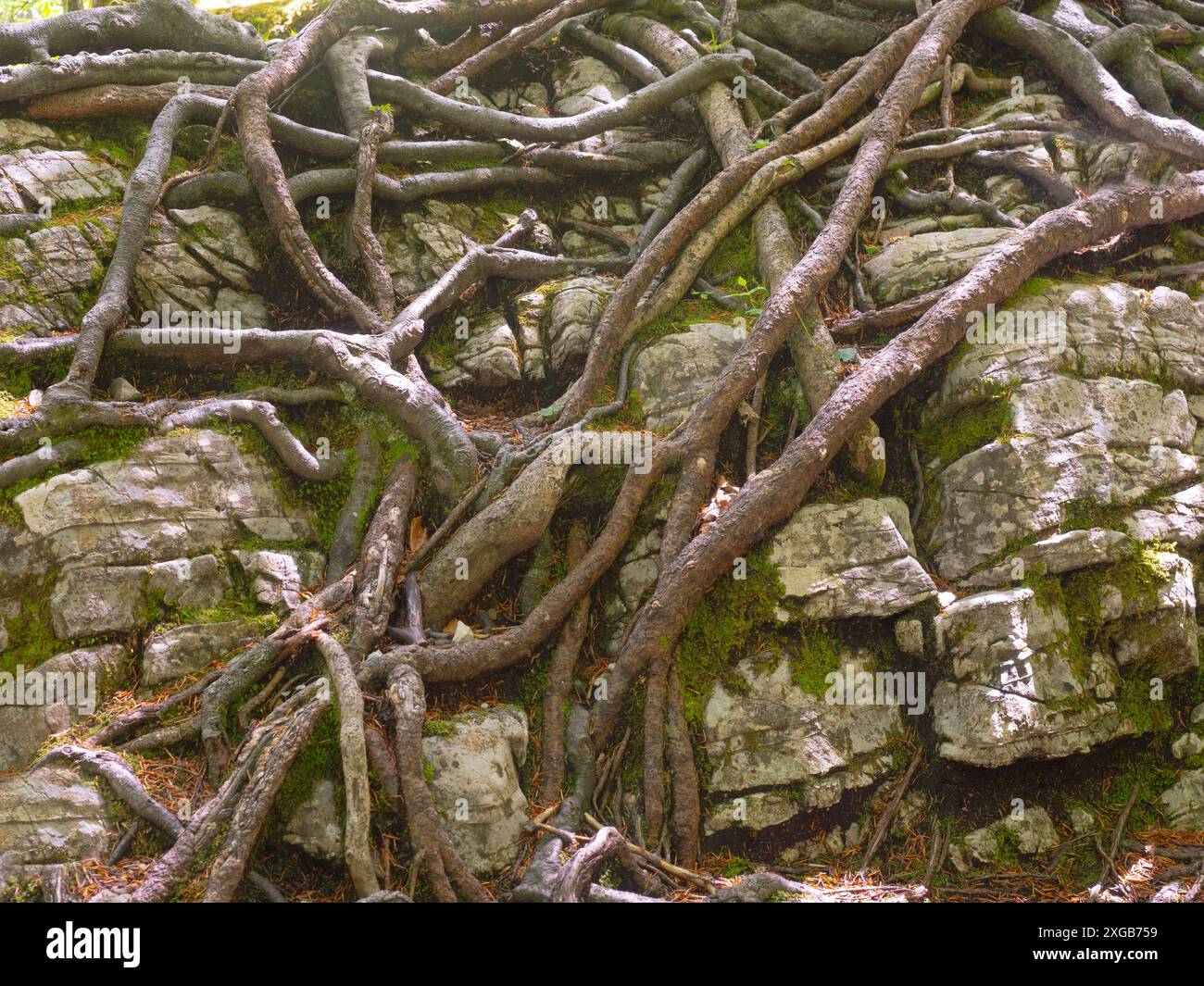 Racines de bois de hêtre accrochées à un sol rocheux dans la vallée de Logarska Dolina, Slovénie Banque D'Images