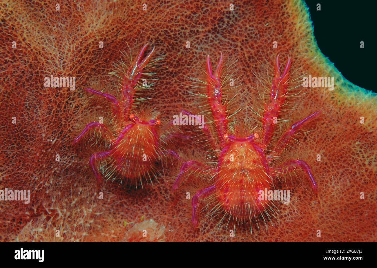 Paire de homards squat sur une éponge, Lauriea siagiani, Indonésie, Océan Indien, Parc National de Komodo Banque D'Images