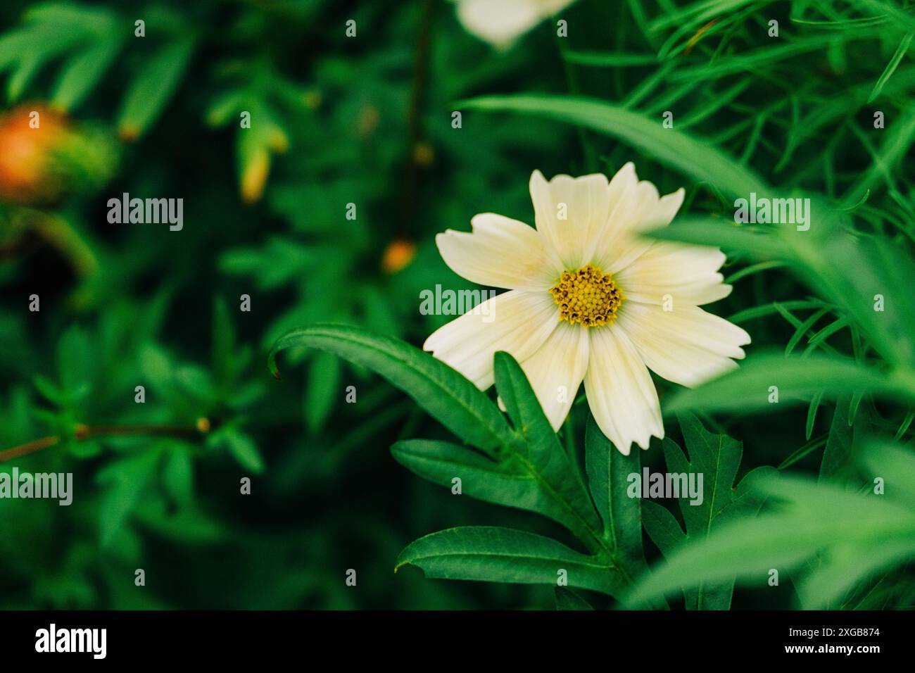 Une seule fleur de Cosmos jaune au milieu d'un feuillage vert luxuriant Banque D'Images