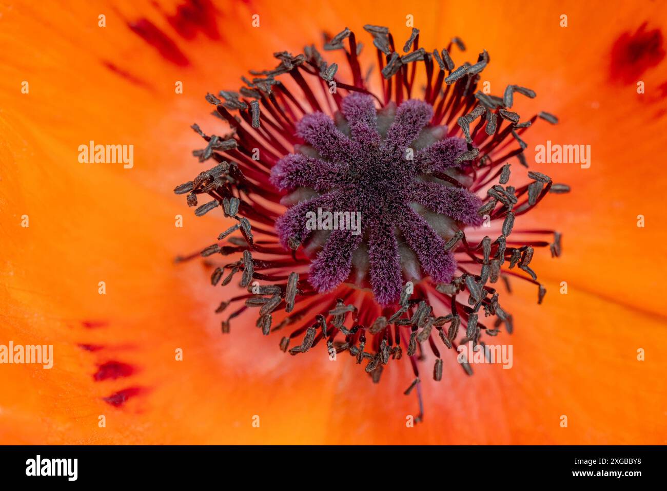 Pistils et étamines d'une fleur de pavot rouge Banque D'Images