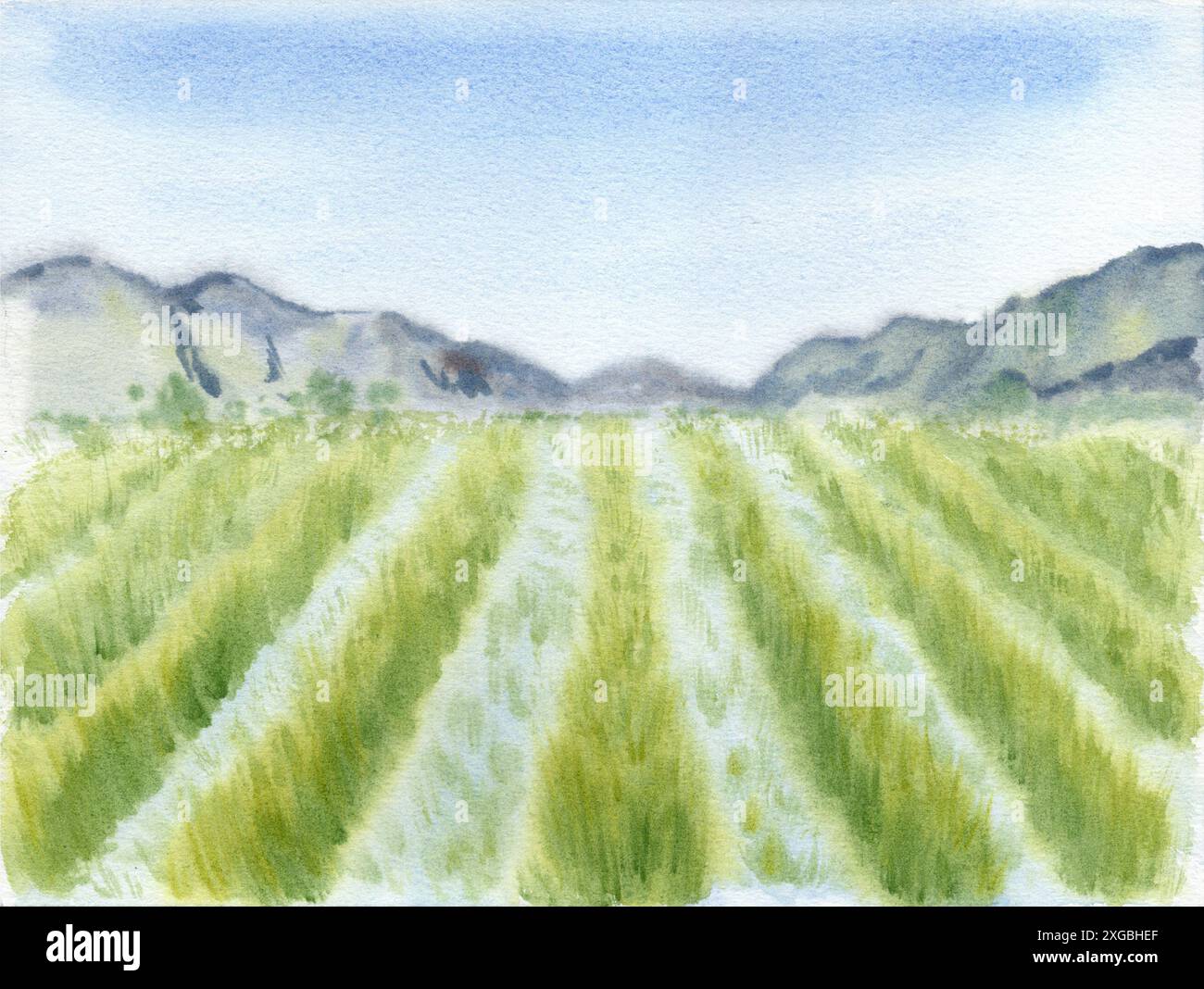 Peinture aquarelle de paysage de riz paddy. Croquis dessiné à la main pour l'étiquette d'emballage alimentaire biologique. Copier le modèle d'espace pour les cartes et profucts de nourriture de grain wi Banque D'Images