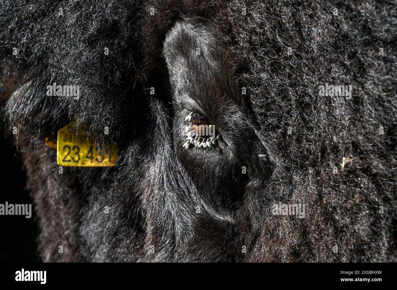08 juillet 2024, Brandenburg, Werder/OT Petzow : dans la ferme de bisons, 40 bisons sont élevés dans les prairies d'une manière adaptée à l'espèce et respectueuse des animaux. Les bisons ne sont pas apparentés aux bovins domestiques, ils existent depuis 5 000 à 10 000 ans et remontent à l'époque des mammouths. Ils ne sont abattus que pour entretenir le troupeau et la viande de haute qualité est vendue directement de la ferme. Un taureau adulte peut peser environ 1200 kilogrammes. En accord avec les animaux sauvages, les animaux grandissent lentement. Ils atteignent la maturité d'abattage entre trois et quatre ans. En tant qu'animaux de troupeau, ils paissent, se reposent, ruminent et Banque D'Images