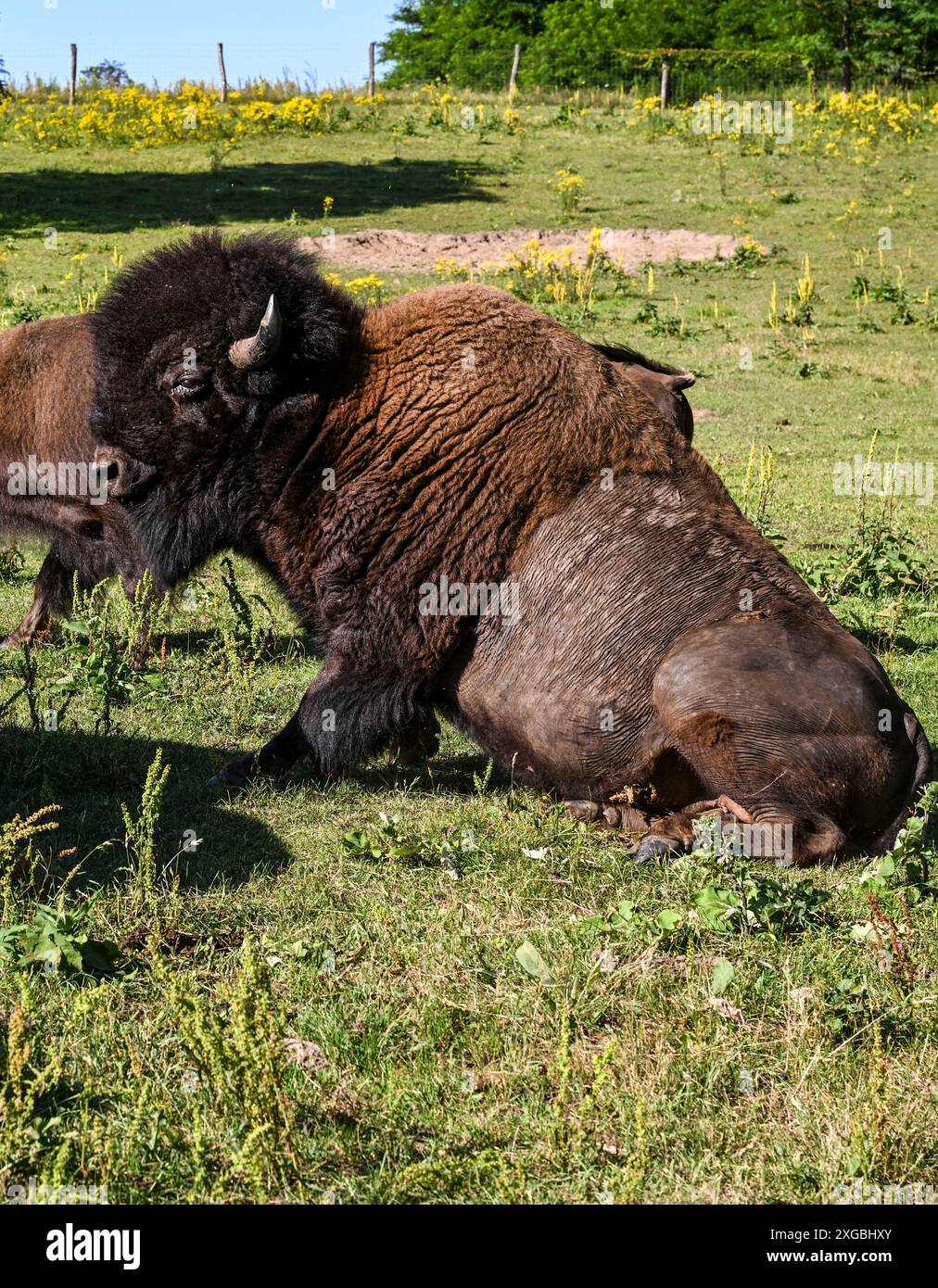 08 juillet 2024, Brandenburg, Werder/OT Petzow : dans la ferme de bisons, 40 bisons sont élevés dans les prairies d'une manière adaptée à l'espèce et respectueuse des animaux. Les bisons ne sont pas apparentés aux bovins domestiques, ils existent depuis 5 000 à 10 000 ans et remontent à l'époque des mammouths. Ils ne sont abattus que pour entretenir le troupeau et la viande de haute qualité est vendue directement de la ferme. Un taureau adulte peut peser environ 1200 kilogrammes. En accord avec les animaux sauvages, les animaux grandissent lentement. Ils atteignent la maturité d'abattage entre trois et quatre ans. En tant qu'animaux de troupeau, ils paissent, se reposent, ruminent et Banque D'Images