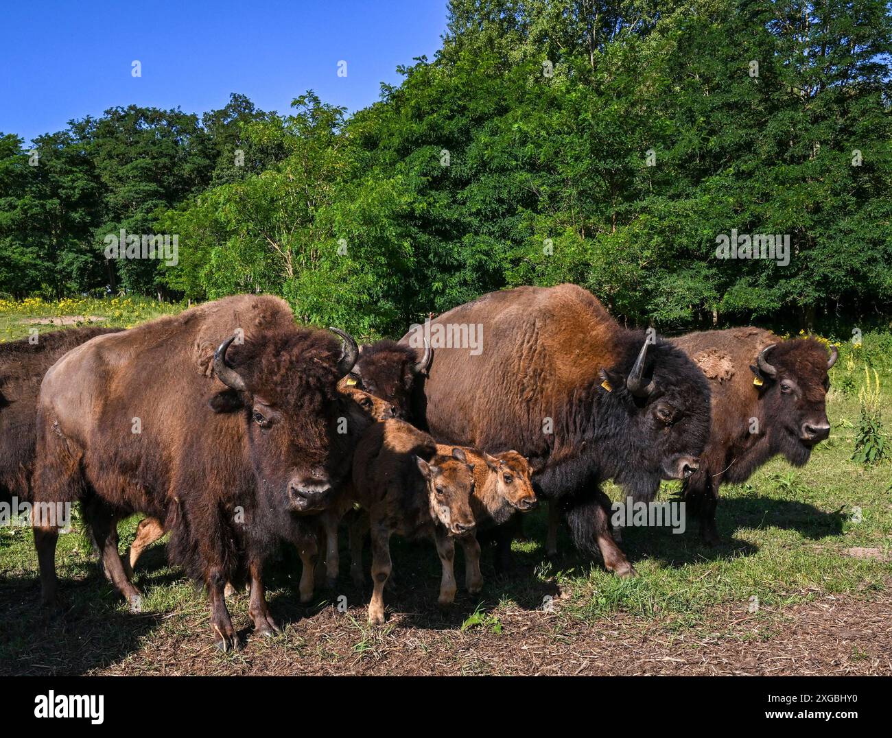 08 juillet 2024, Brandenburg, Werder/OT Petzow : dans la ferme de bisons, 40 bisons sont élevés dans les prairies d'une manière adaptée à l'espèce et respectueuse des animaux. Les bisons ne sont pas apparentés aux bovins domestiques, ils existent depuis 5 000 à 10 000 ans et remontent à l'époque des mammouths. Ils ne sont abattus que pour entretenir le troupeau et la viande de haute qualité est vendue directement de la ferme. Un taureau adulte peut peser environ 1200 kilogrammes. En accord avec les animaux sauvages, les animaux grandissent lentement. Ils atteignent la maturité d'abattage entre trois et quatre ans. En tant qu'animaux de troupeau, ils paissent, se reposent, ruminent et Banque D'Images